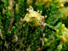 Passerina paleacea