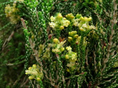 Passerina paleacea