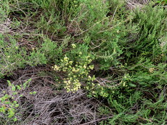 Passerina paleacea