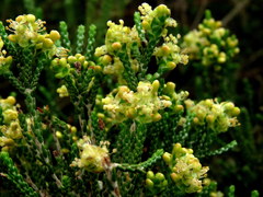 Passerina paleacea