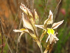Gladiolus permeabilis permeabilis