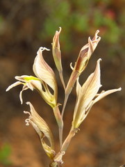Gladiolus permeabilis permeabilis