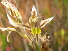Gladiolus permeabilis permeabilis