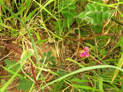 Indigofera capillaris