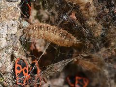 Thaumetopoea processionea