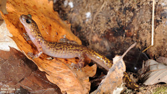 Onychodactylus koreanus