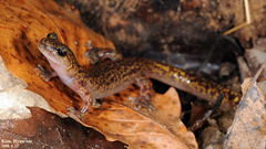 Onychodactylus koreanus