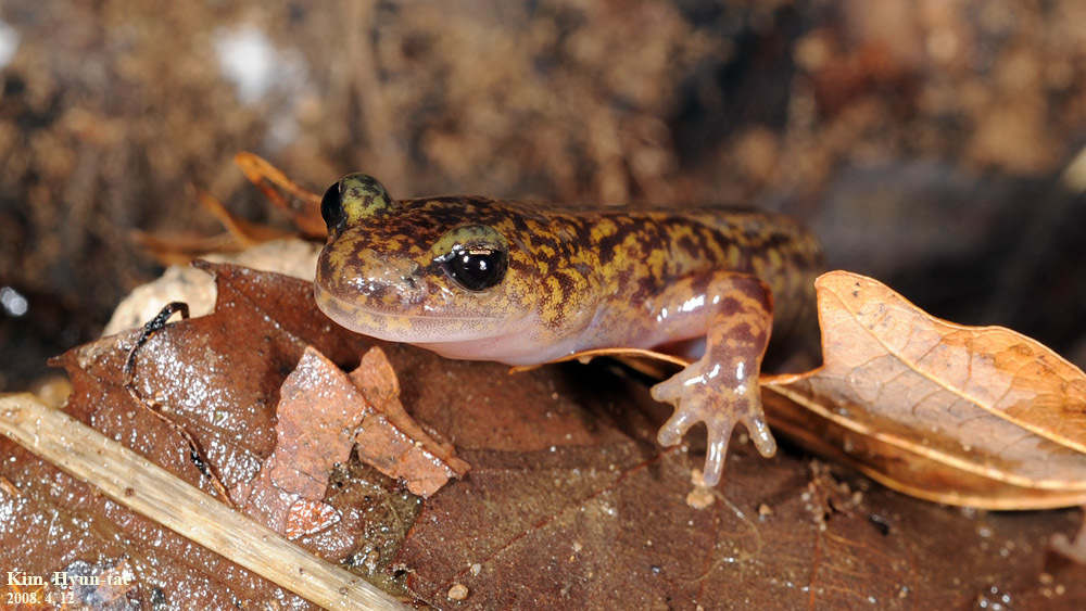 Clawed Salamanders