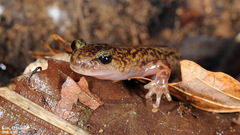 Onychodactylus koreanus