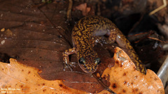 Onychodactylus koreanus