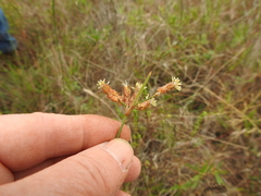 Fimbristylis puberula