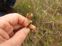 Fimbristylis puberula