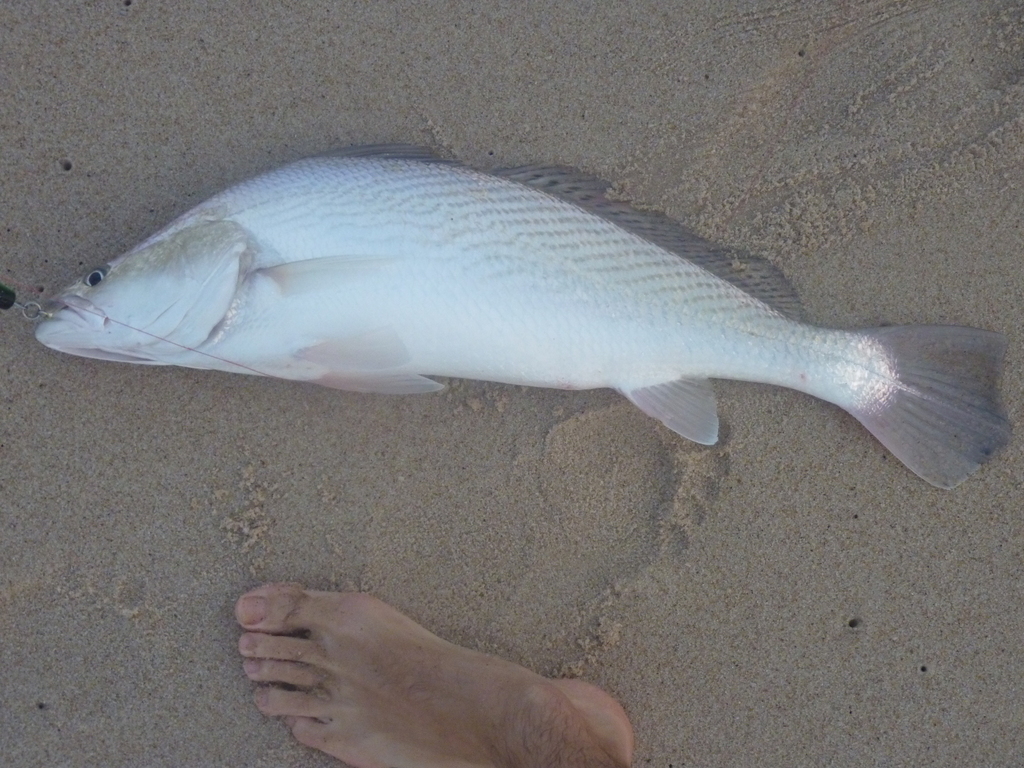 Law croaker (Pseudotolithus senegallus) — Sciaenidae