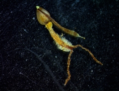 Fimbristylis puberula