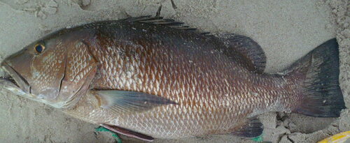 Guinea snapper (Lutjanus endecacanthus) — Lutjanidae — 4