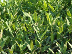 Decodon verticillatus