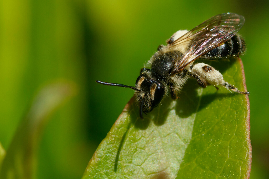 Carolina Miner Bee