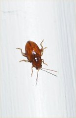 Coleoptera