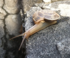 Laeocathaica