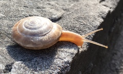 Laeocathaica