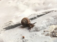 Trichobradybaena submissa