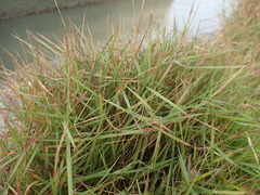 Zoysia