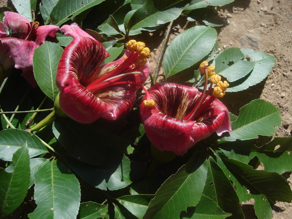 Ceiba boliviana