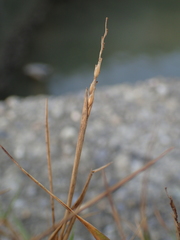 Zoysia