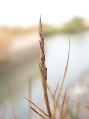 Zoysia
