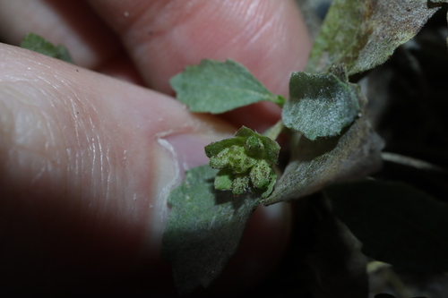 Image of Acanthospermum australe by (c) Thomas Mesaglio, some rights reserved (CC BY)