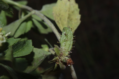 Image of Acanthospermum australe by (c) Thomas Mesaglio, some rights reserved (CC BY)