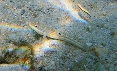 Valenciennea muralis