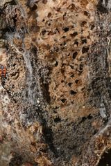 Thaumetopoea processionea