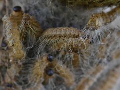 Thaumetopoea processionea