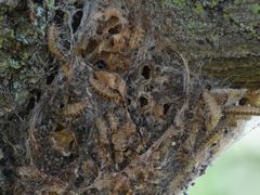 Thaumetopoea processionea