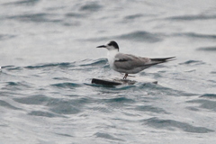 Sterna hirundo longipennis