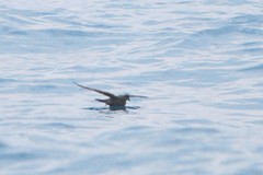 Hydrobates monorhis