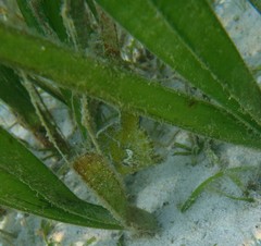 Acreichthys tomentosus