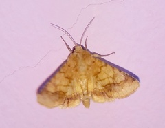 Lepidoptera