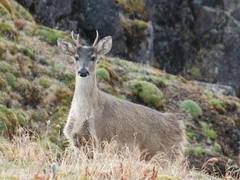 Odocoileus virginianus ustus