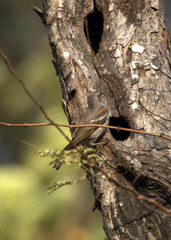 Gymnoris xanthocollis