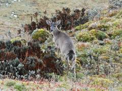 Odocoileus virginianus ustus