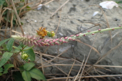 Achyranthes indica