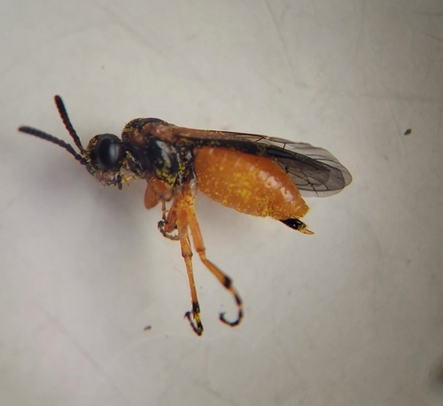 Athalia bicolor