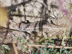 Stenocercus guentheri