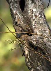 Gymnoris xanthocollis