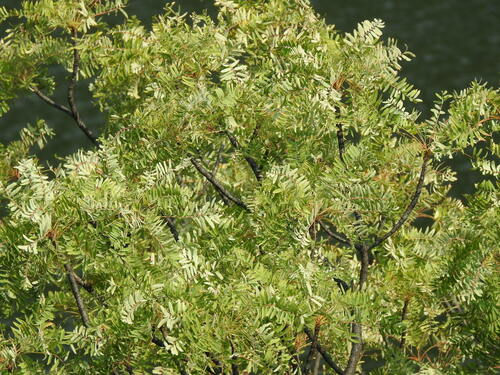 Kirkia wilmsii (Kirkia wilmsii)
