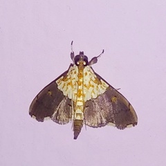 Aetholix flavibasalis