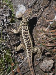 Stenocercus guentheri