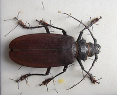 Titanus giganteus